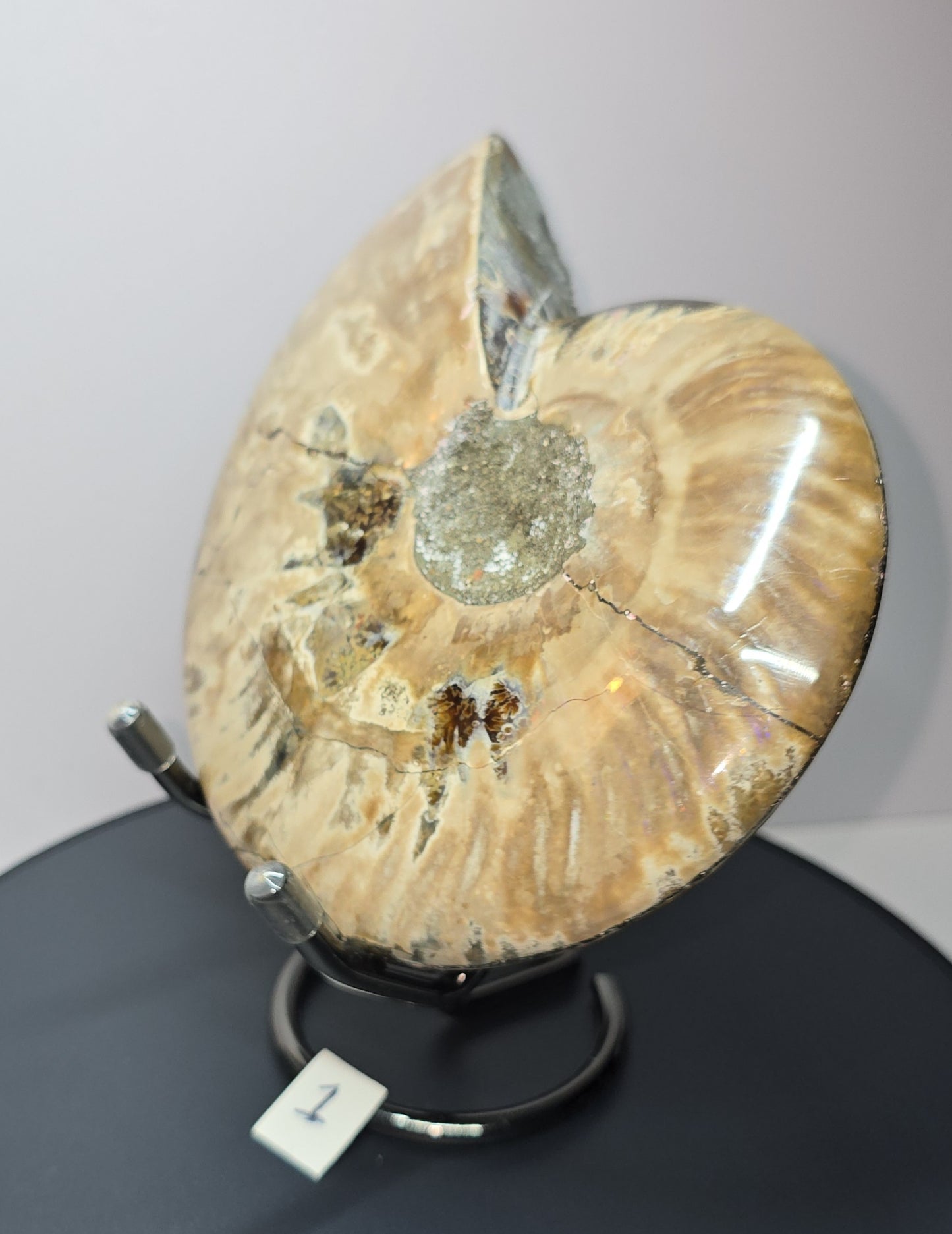 Full intact Ammonite fossil (Aioloceras besairiei), opal flashes-(nacre) rainbow and purple flashes