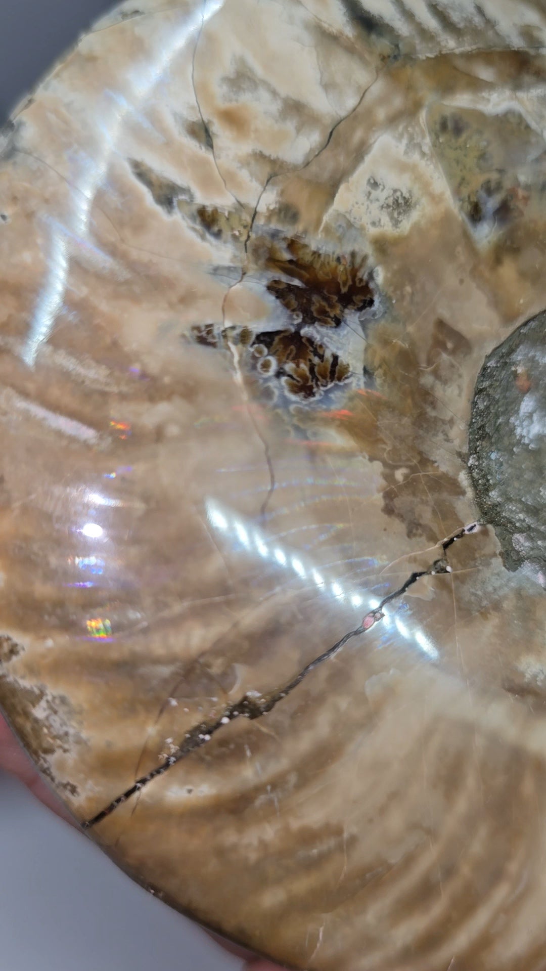 Full intact Ammonite fossil (Aioloceras besairiei), opal flashes-(nacre) rainbow and purple flashes