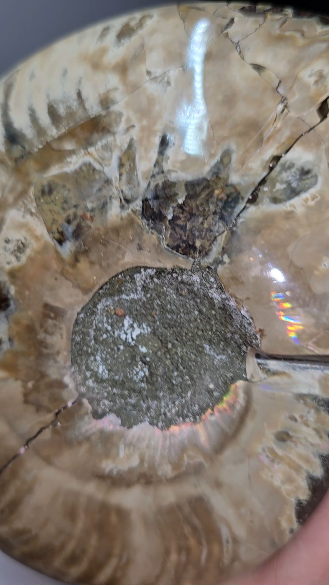 Full intact Ammonite fossil (Aioloceras besairiei), opal flashes-(nacre) rainbow and purple flashes