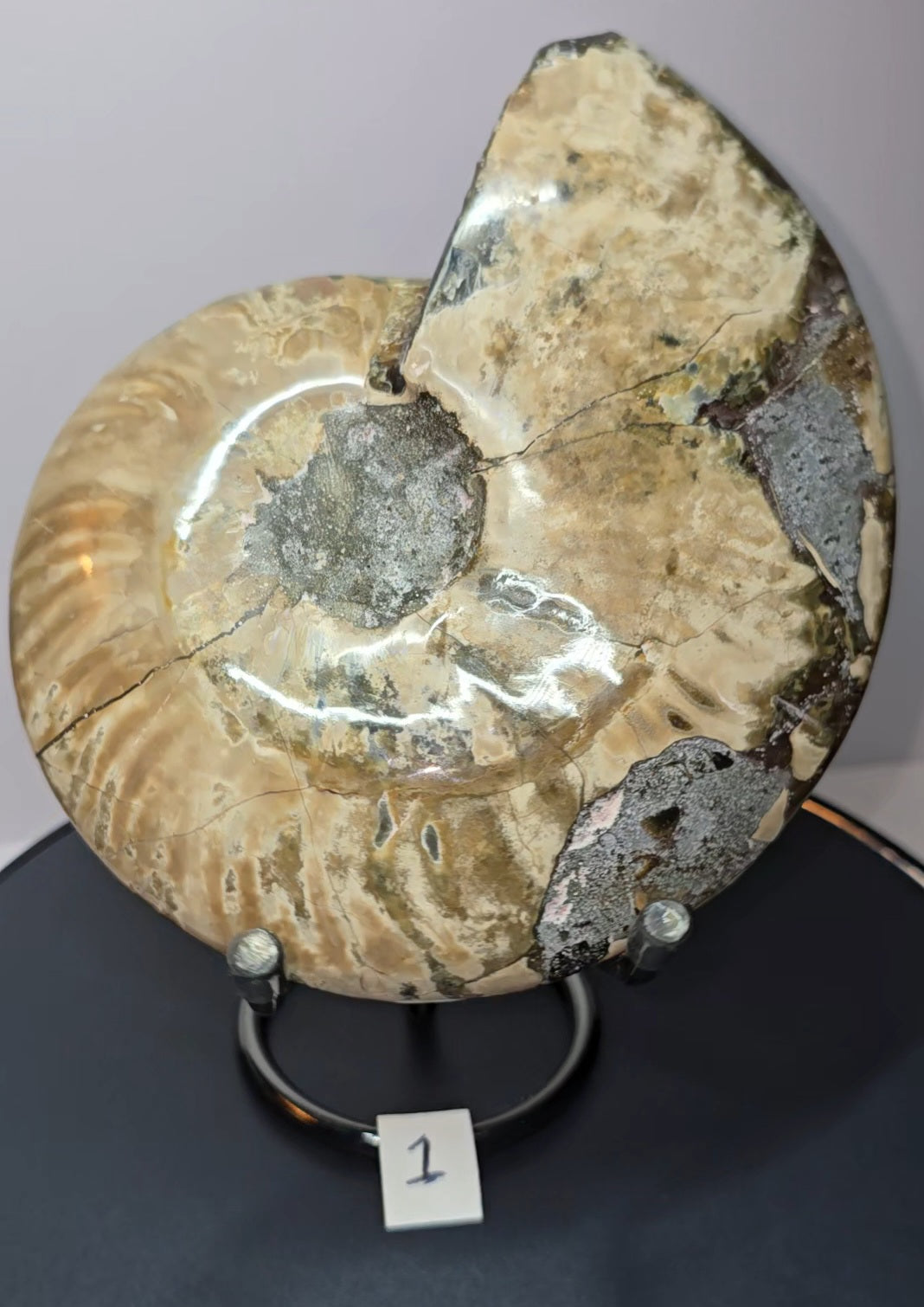 Full intact Ammonite fossil (Aioloceras besairiei), opal flashes-(nacre) rainbow and purple flashes