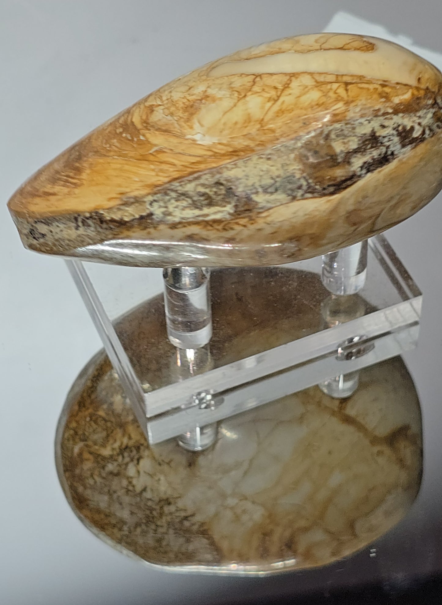 Fossilized Clams / ribbed bivalves clams Jurassic age