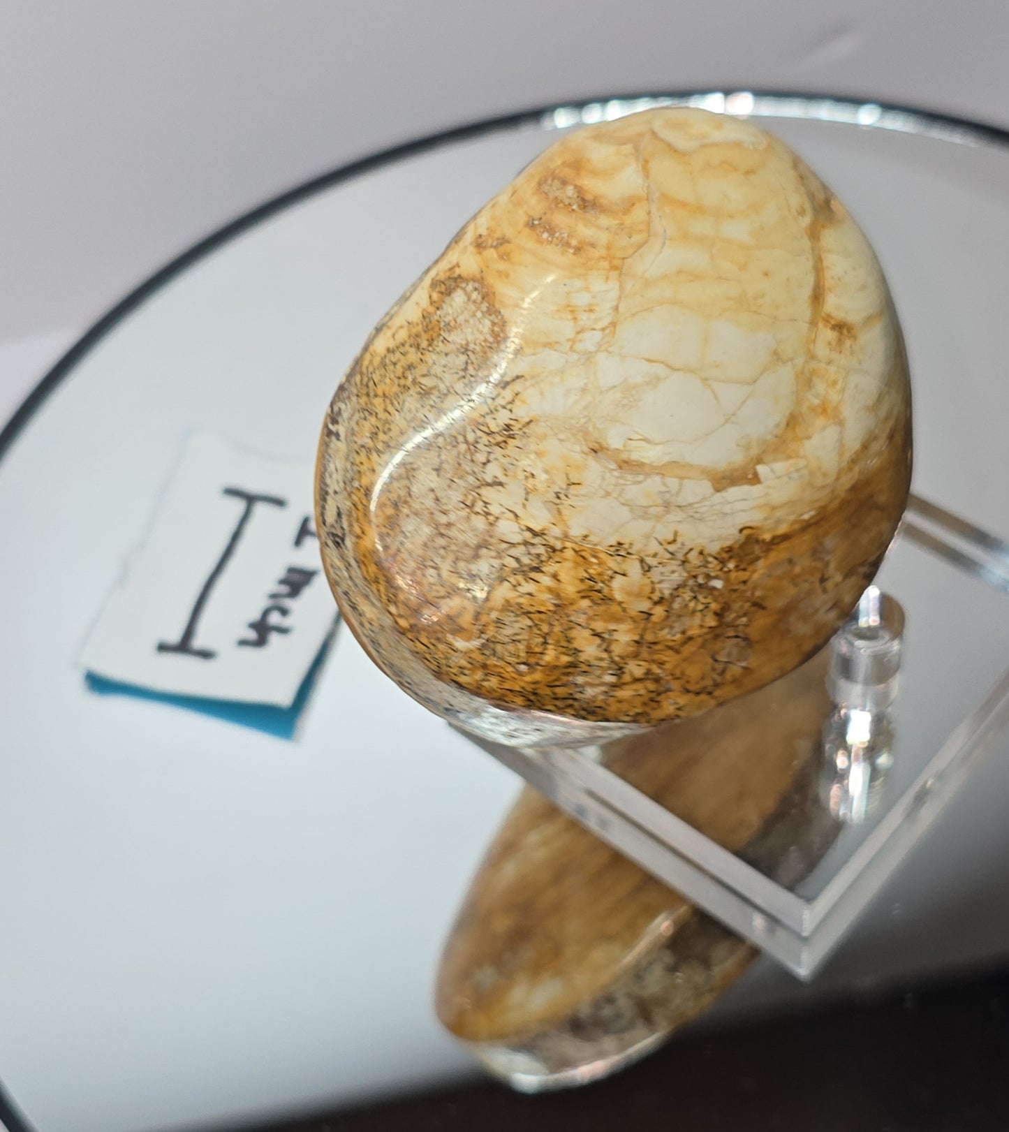 Fossilized Clams / ribbed bivalves clams Jurassic age