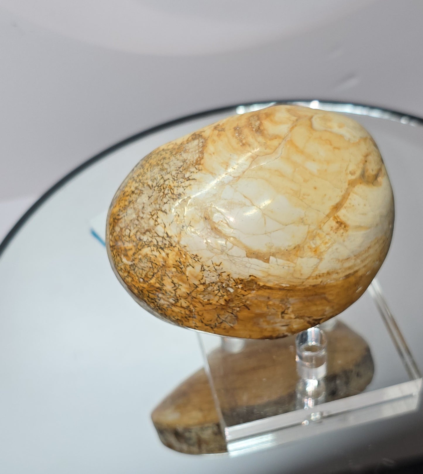 Fossilized Clams / ribbed bivalves clams Jurassic age