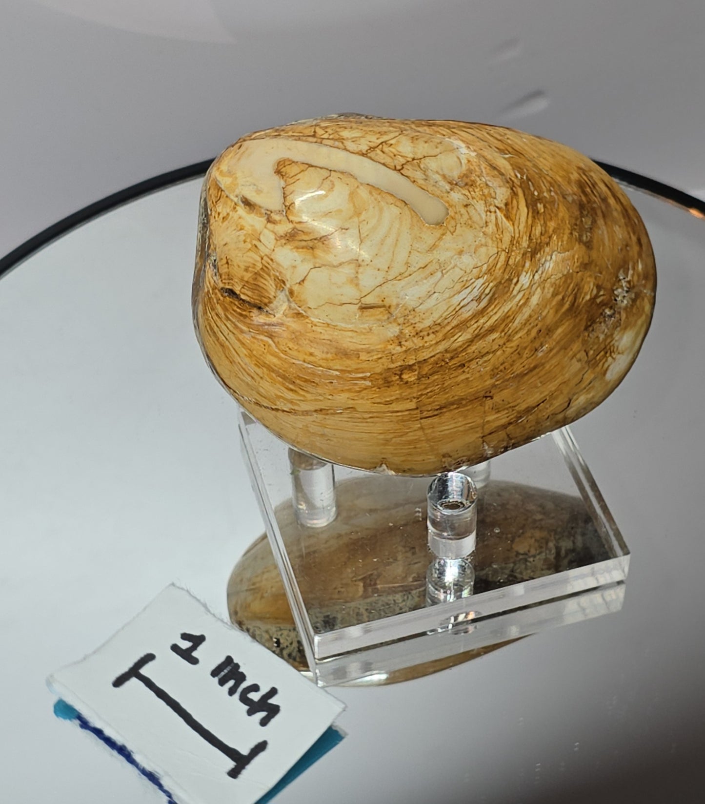 Fossilized Clams / ribbed bivalves clams Jurassic age