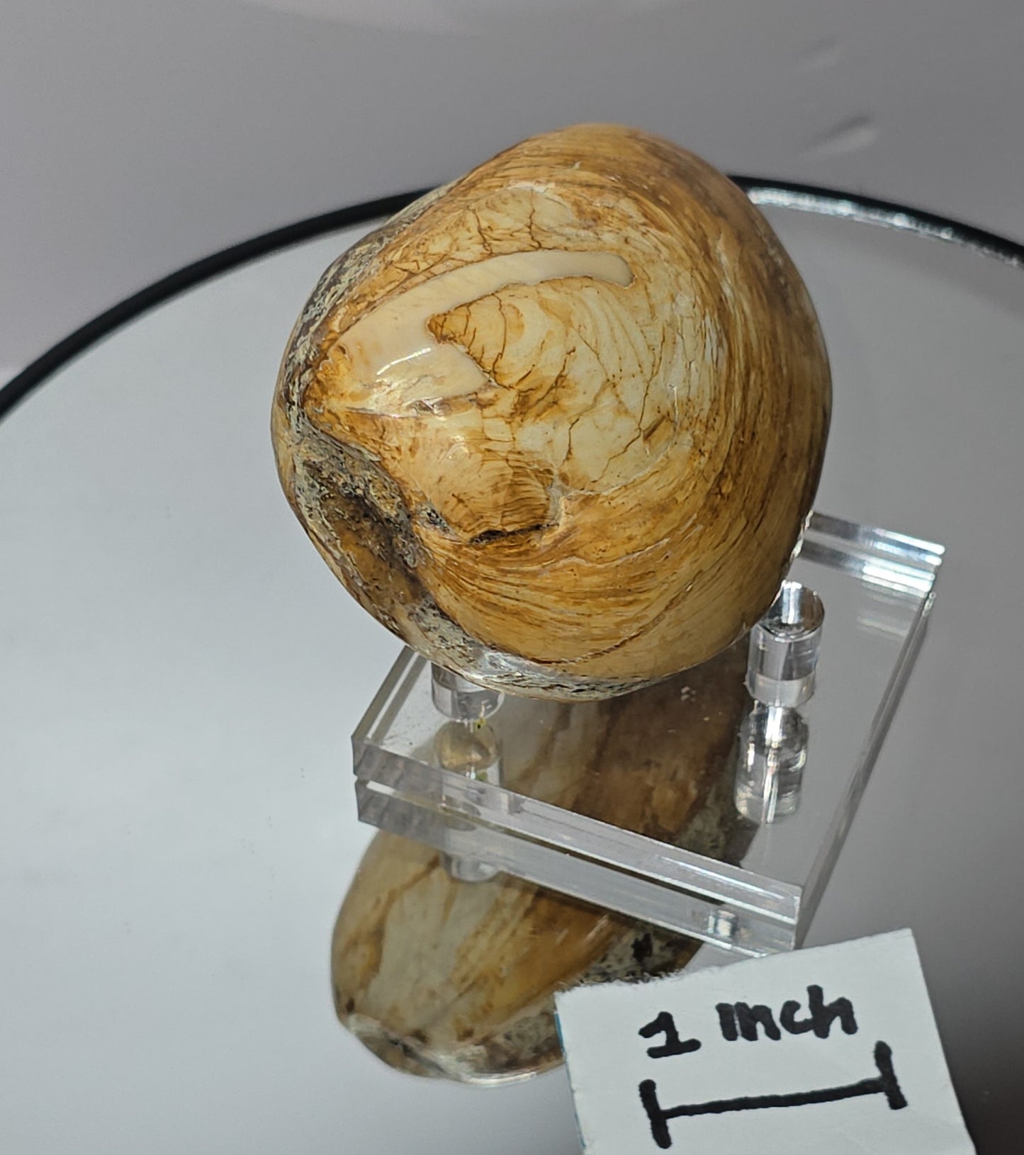 Fossilized Clams / ribbed bivalves clams Jurassic age