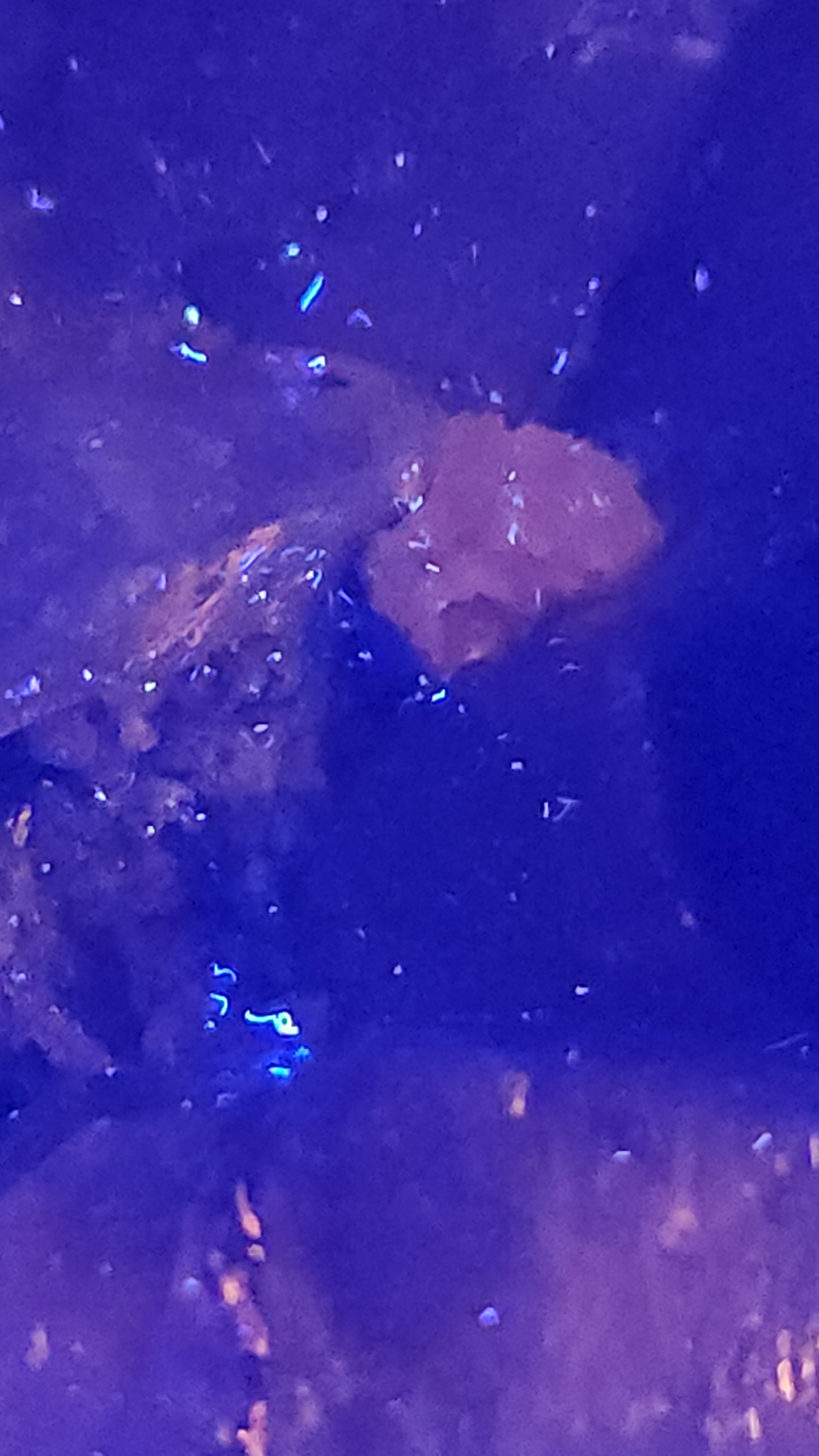 Rare Window Scepter Smoky Amethyst Still Intact Of Nodule / Geode Form Specime With Enydhro