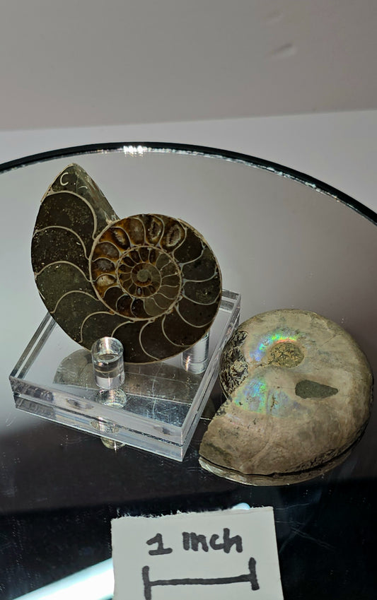 Z shyguys ammonite fossil