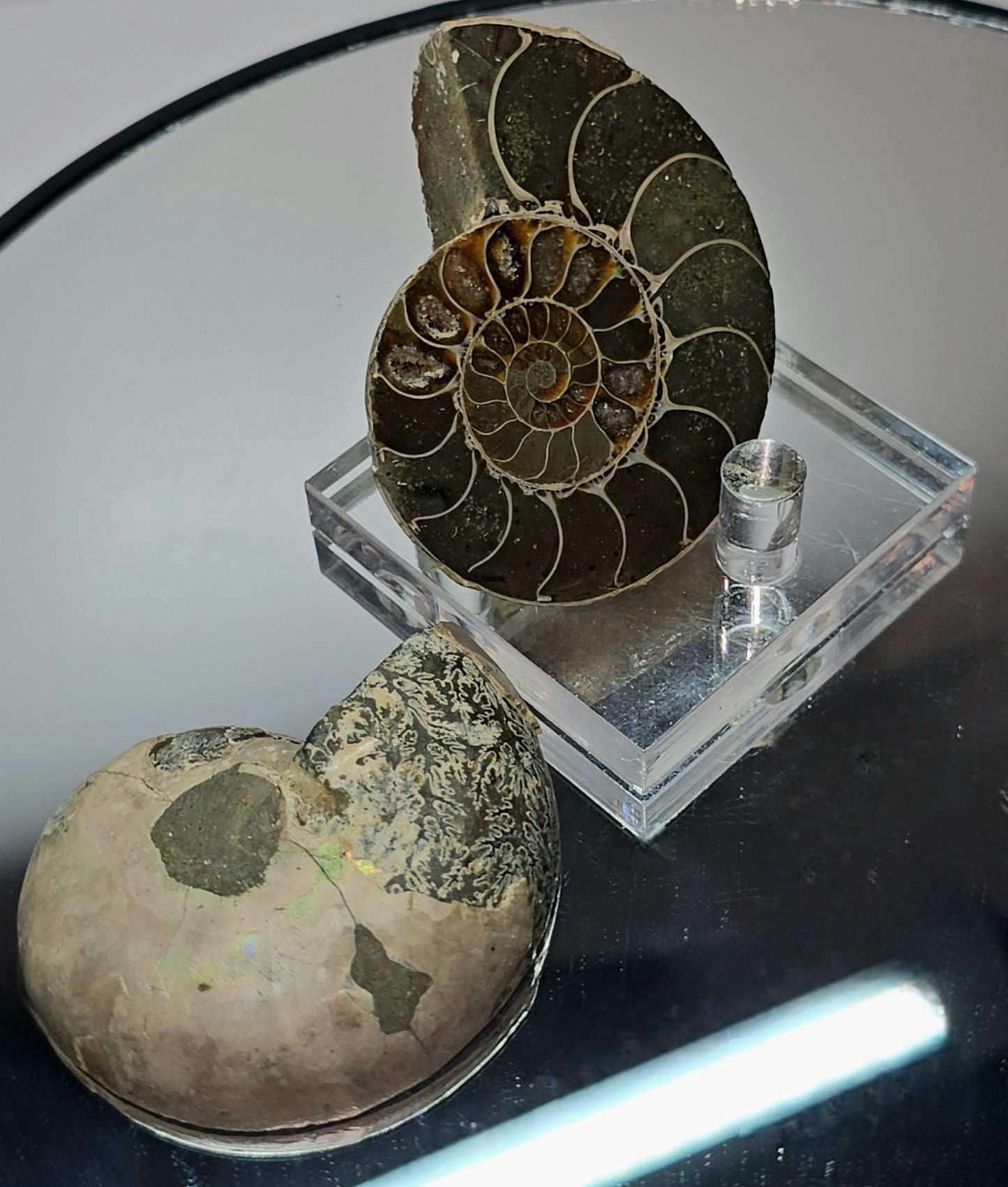 Z shyguys ammonite fossil