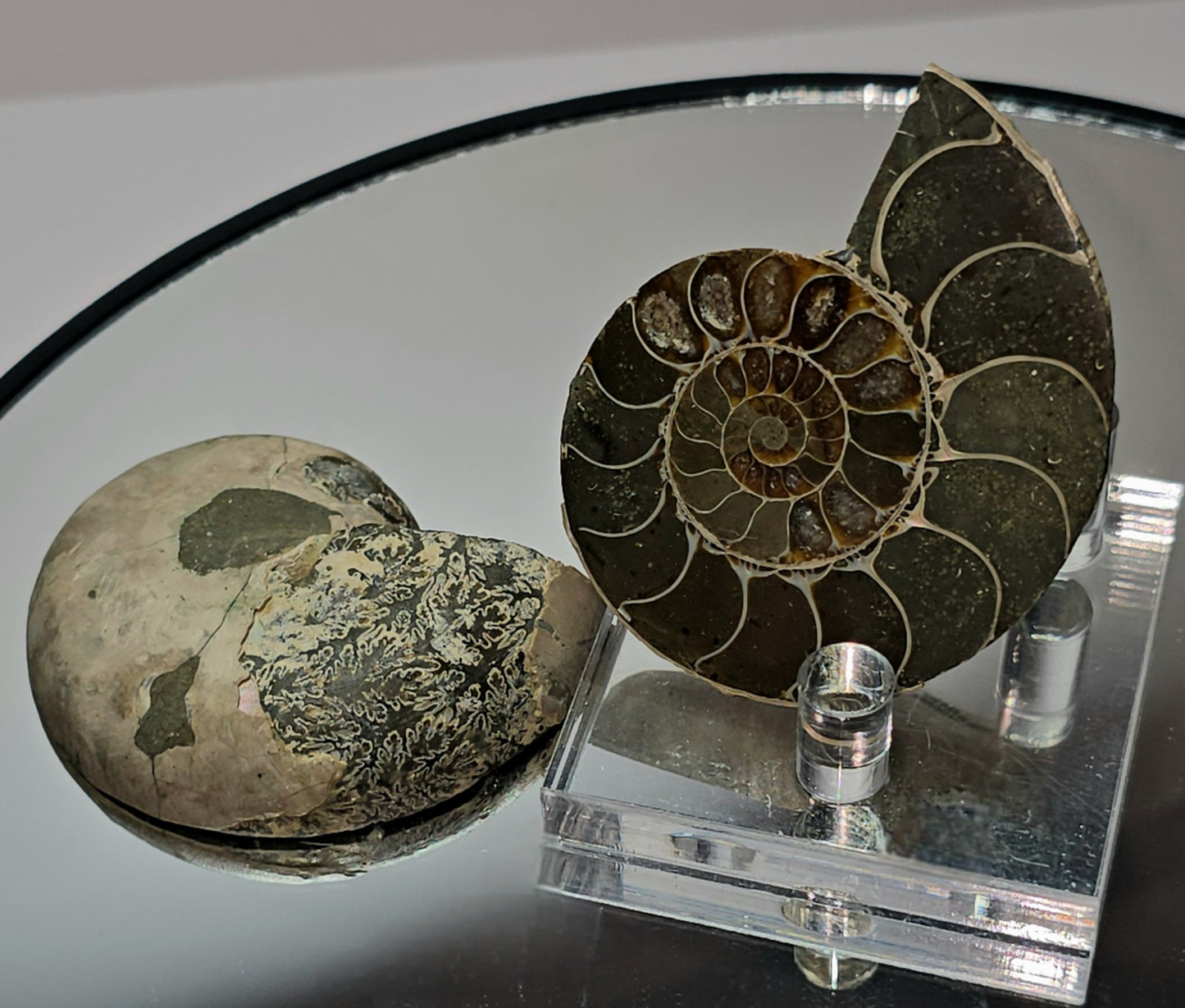 Z shyguys ammonite fossil