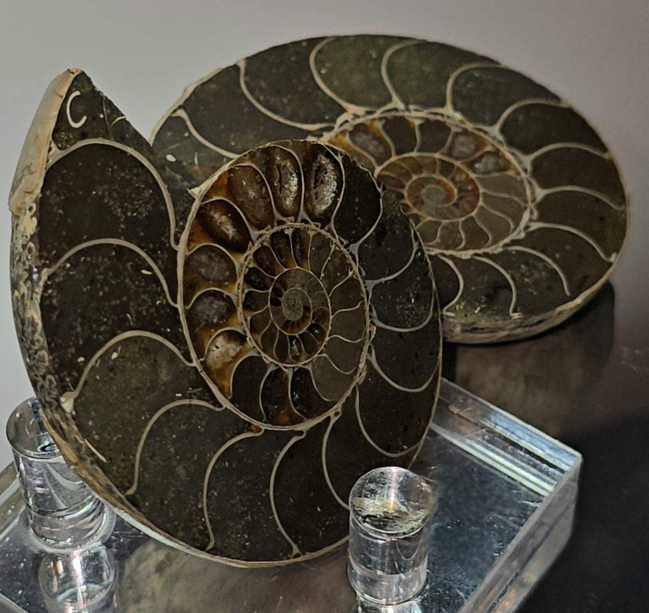 Z shyguys ammonite fossil