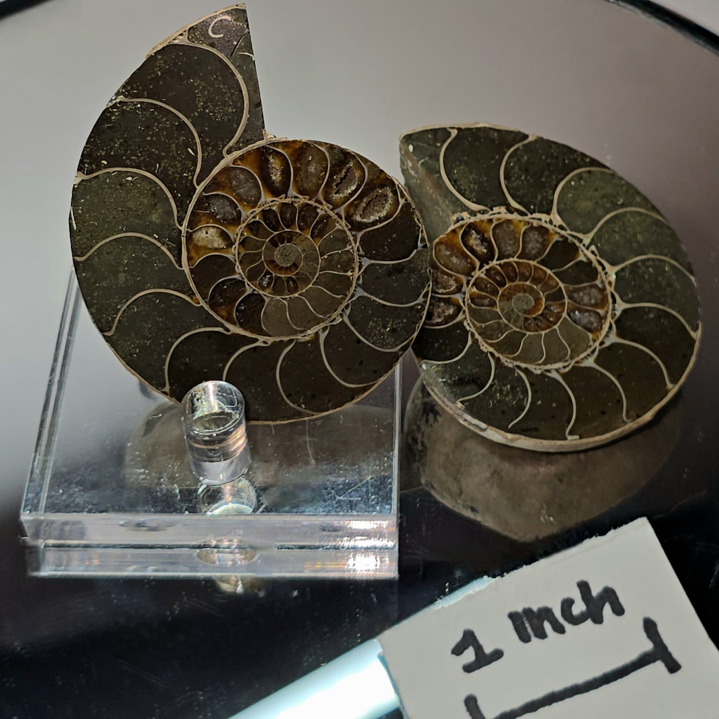 Z shyguys ammonite fossil
