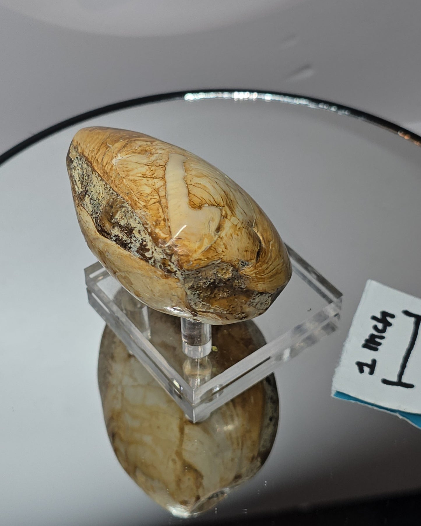 Fossilized Clams / ribbed bivalves clams Jurassic age